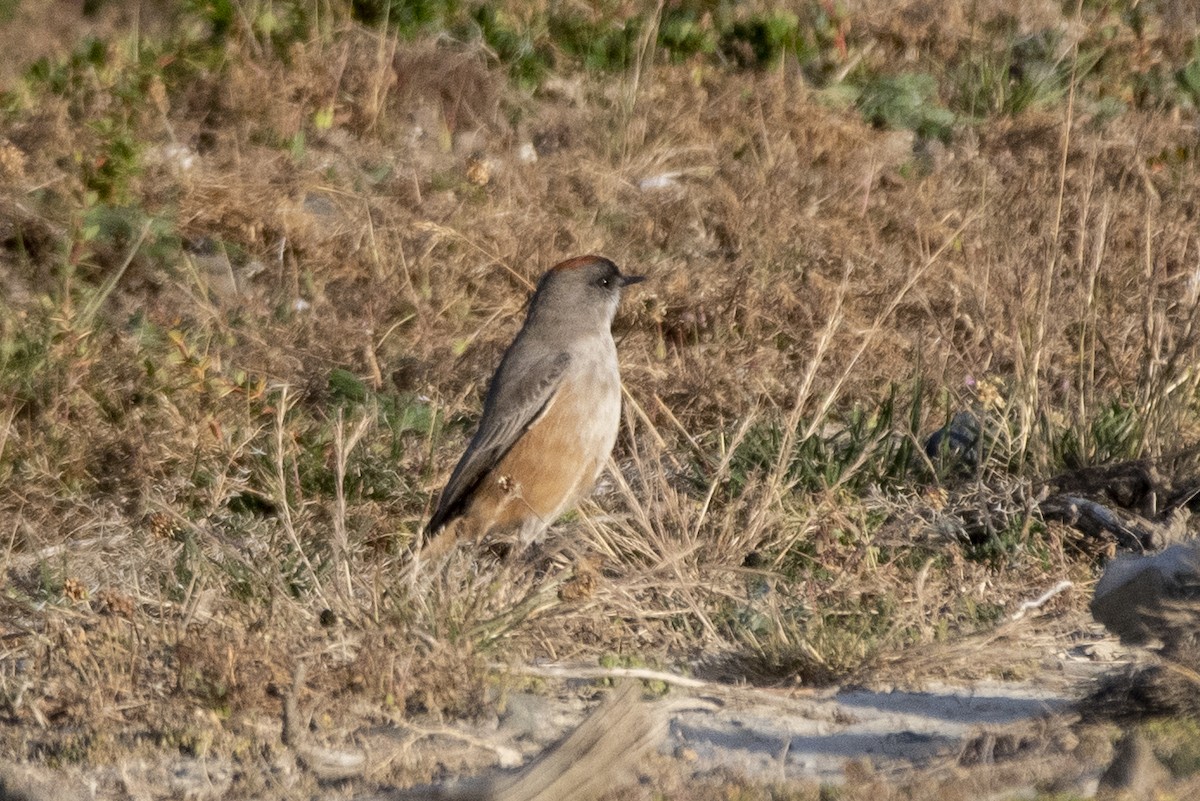 Cinnamon-bellied Ground-Tyrant - ML635145091