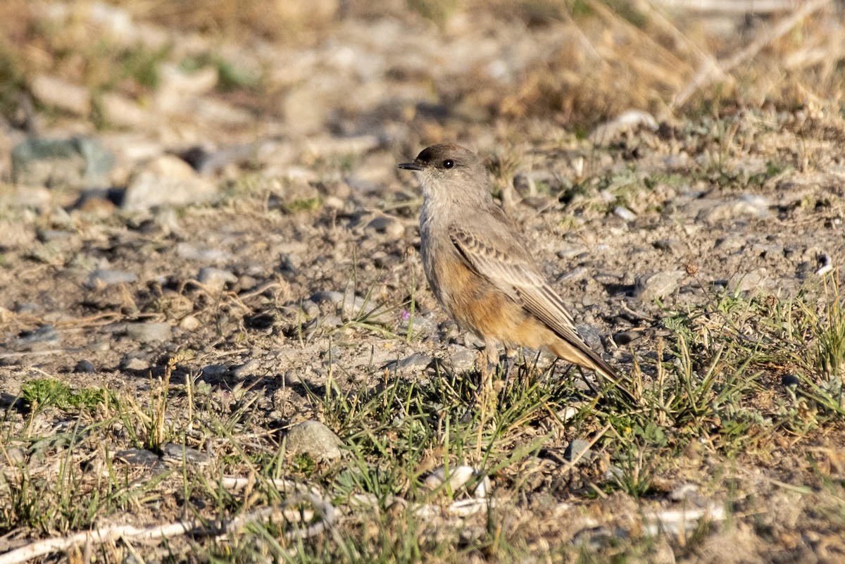 Cinnamon-bellied Ground-Tyrant - ML635145092