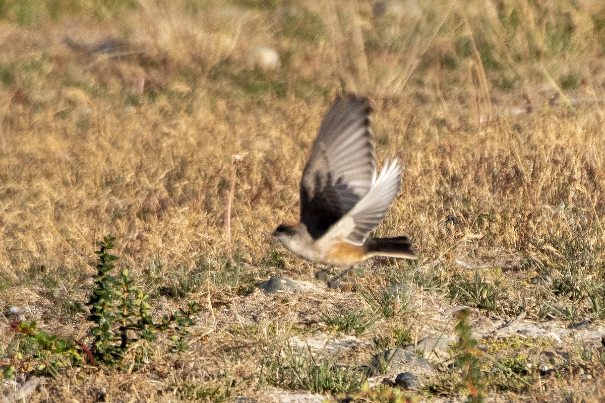 Cinnamon-bellied Ground-Tyrant - ML635145093
