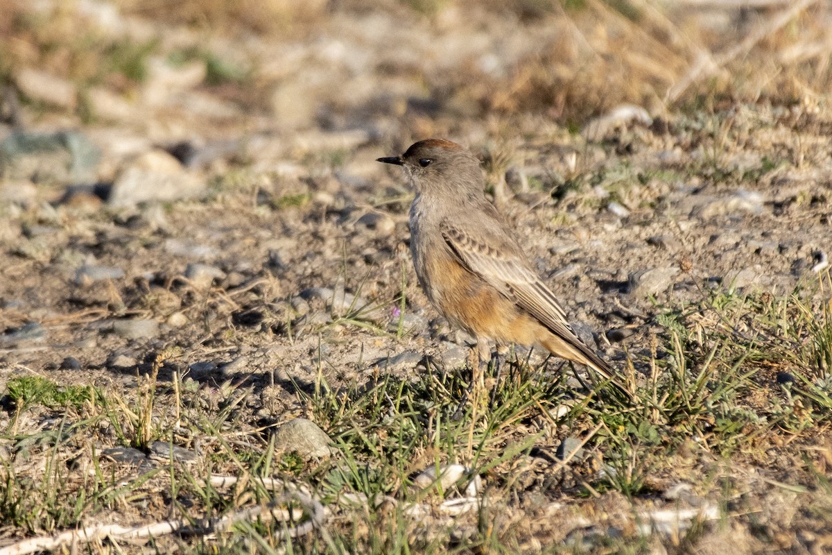 Cinnamon-bellied Ground-Tyrant - ML635145094