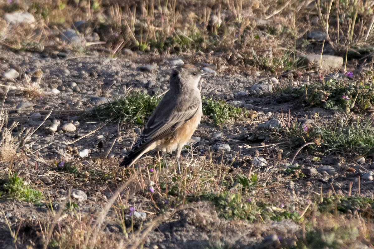 Cinnamon-bellied Ground-Tyrant - ML635145096