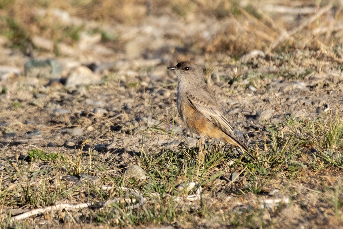 Cinnamon-bellied Ground-Tyrant - ML635145098