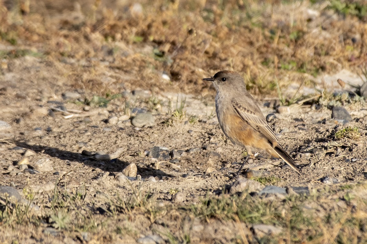 Cinnamon-bellied Ground-Tyrant - ML635145099