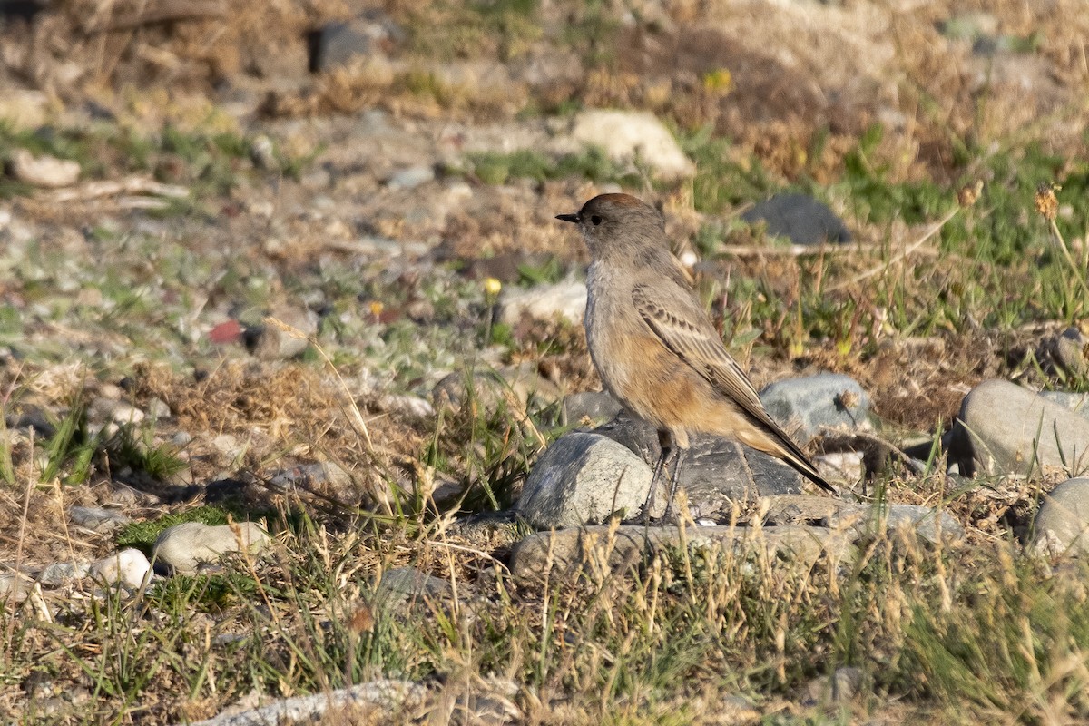 Cinnamon-bellied Ground-Tyrant - ML635145100