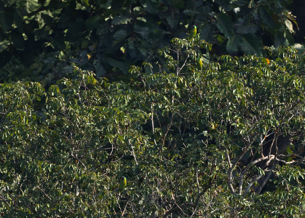 Gray-headed Parakeet - ML635145107