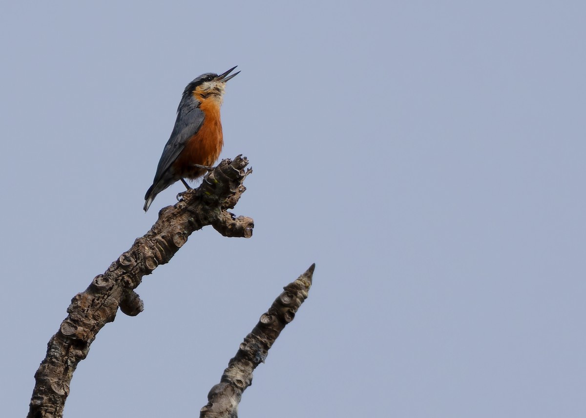 Burmese Nuthatch - ML635145132
