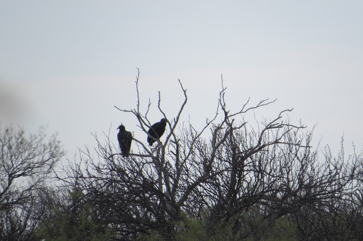 Black Vulture - ML635145186