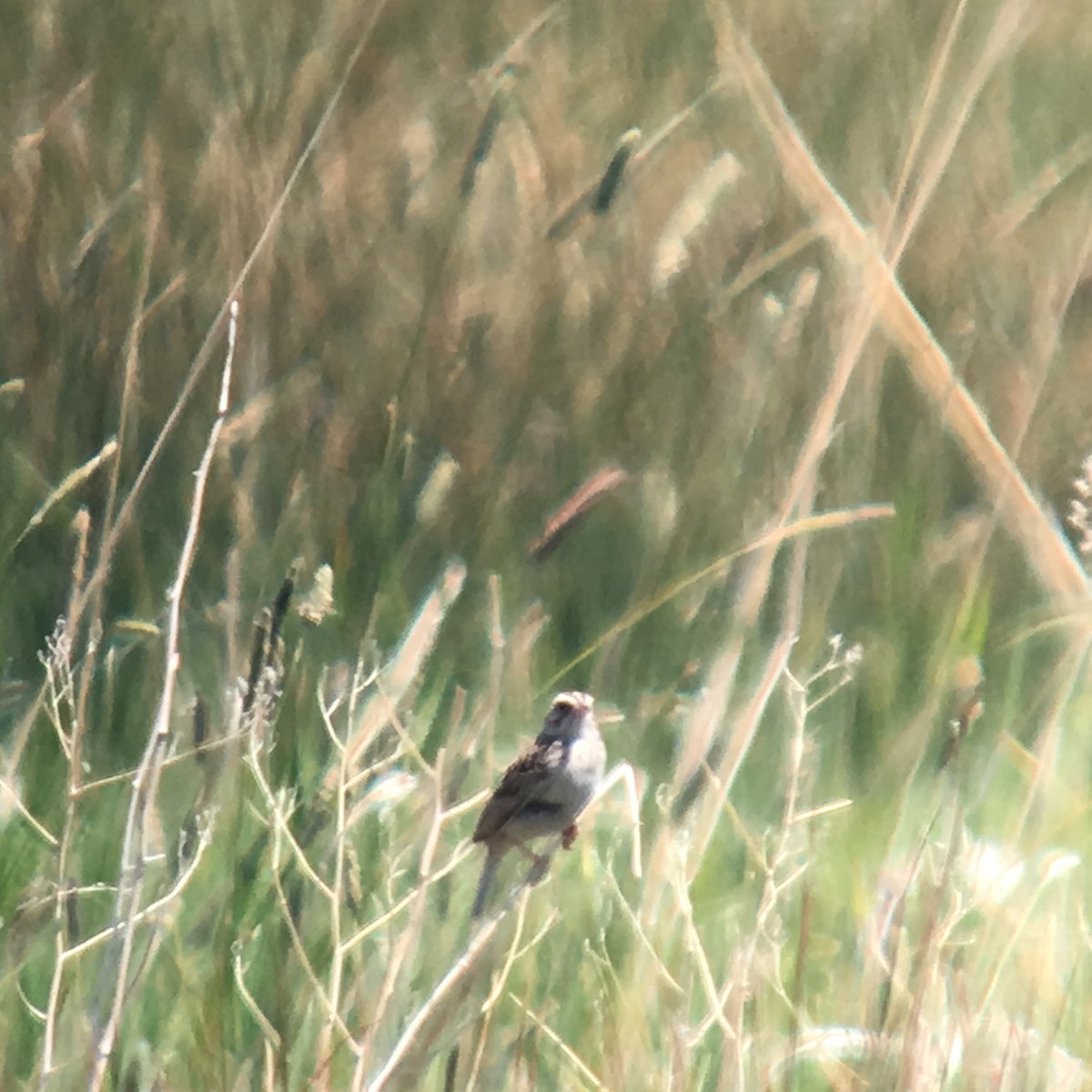 Baird's Sparrow - ML63514521