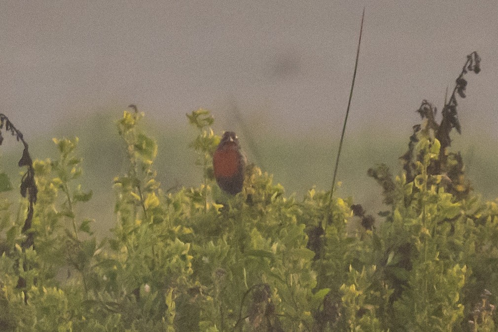 Peruvian Meadowlark - ML635145350
