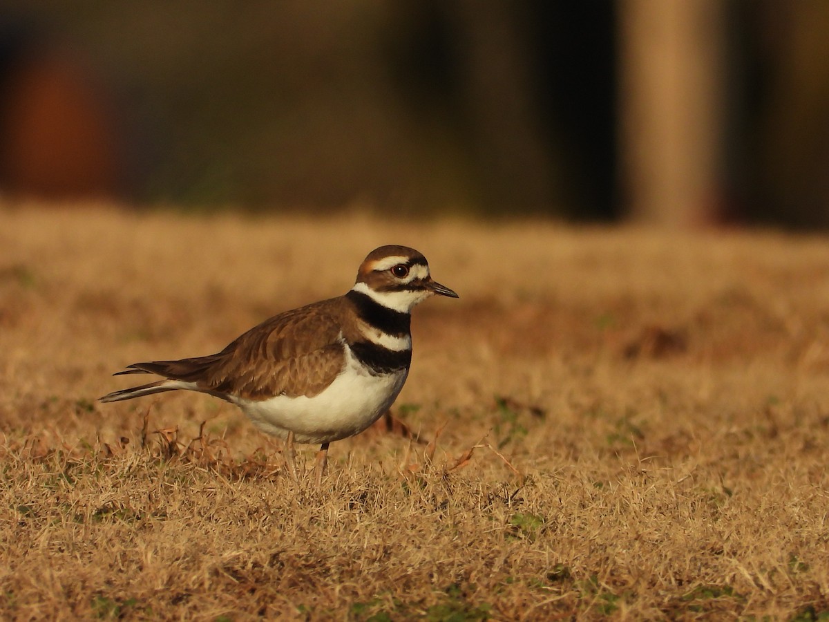 Killdeer - ML635145355