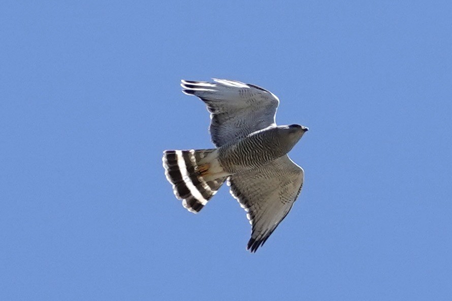 Gray Hawk - ML635145430