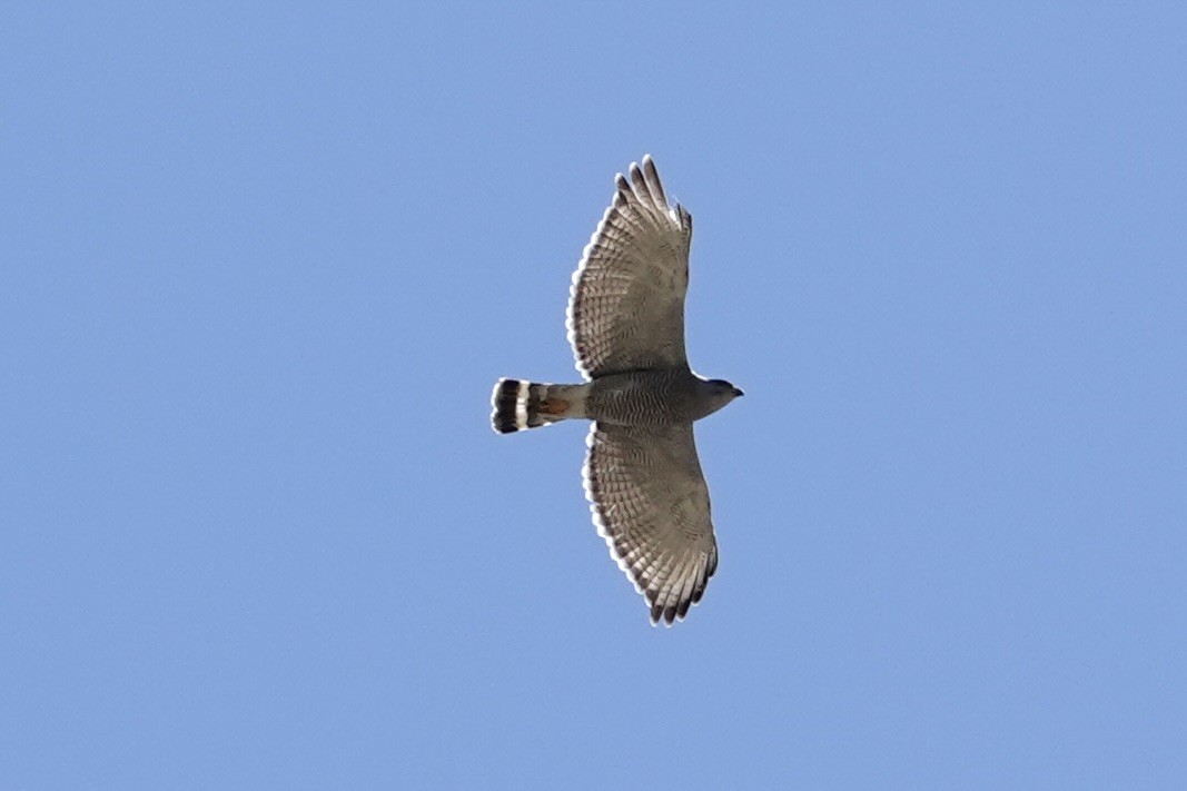 Gray Hawk - ML635145431