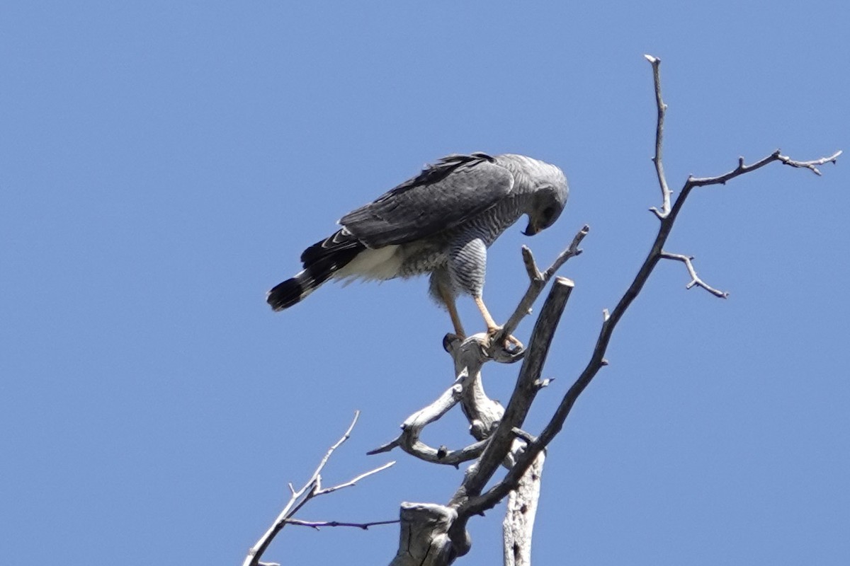 Gray Hawk - ML635145432