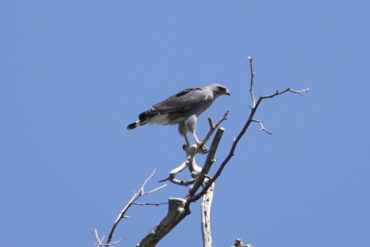 Gray Hawk - ML635145433