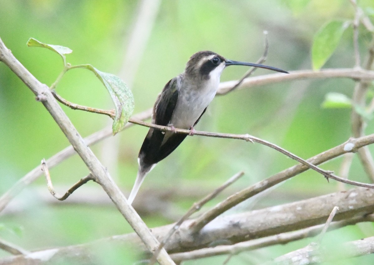 Pale-bellied Hermit - ML635145556
