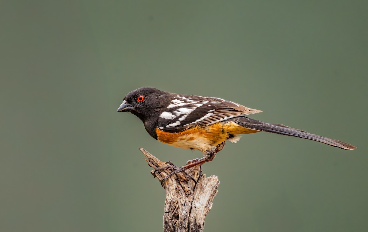 Spotted Towhee - ML635145587