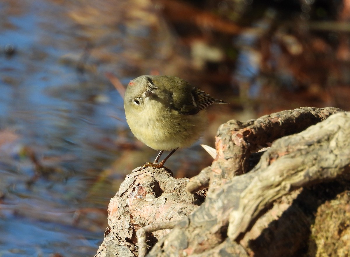 Ruby-crowned Kinglet - ML635145700