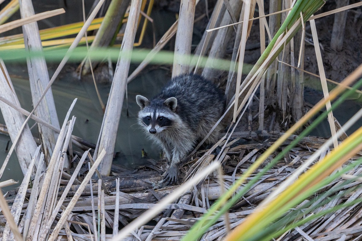Raccoons - ML635145738