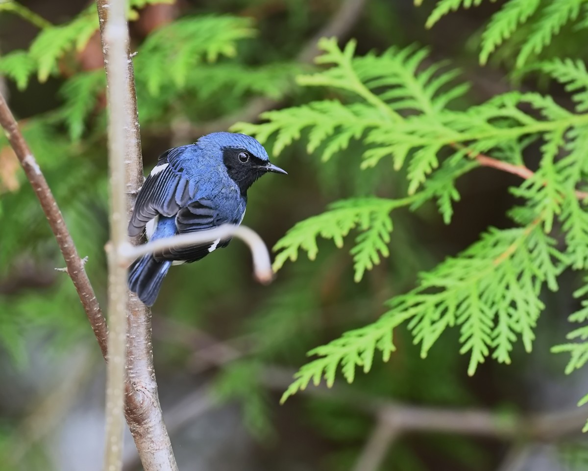 Black-throated Blue Warbler - ML635145963