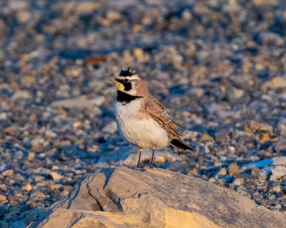 Horned Lark - ML635145998