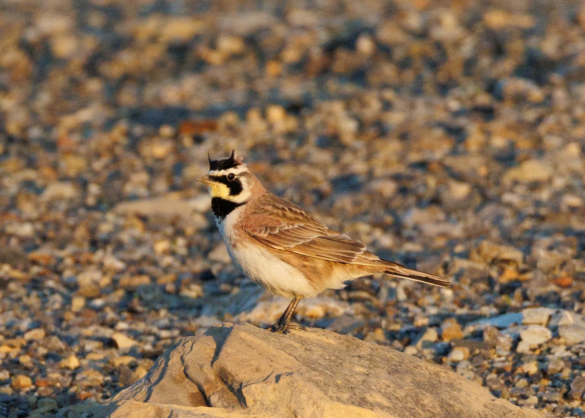 Horned Lark - ML635145999