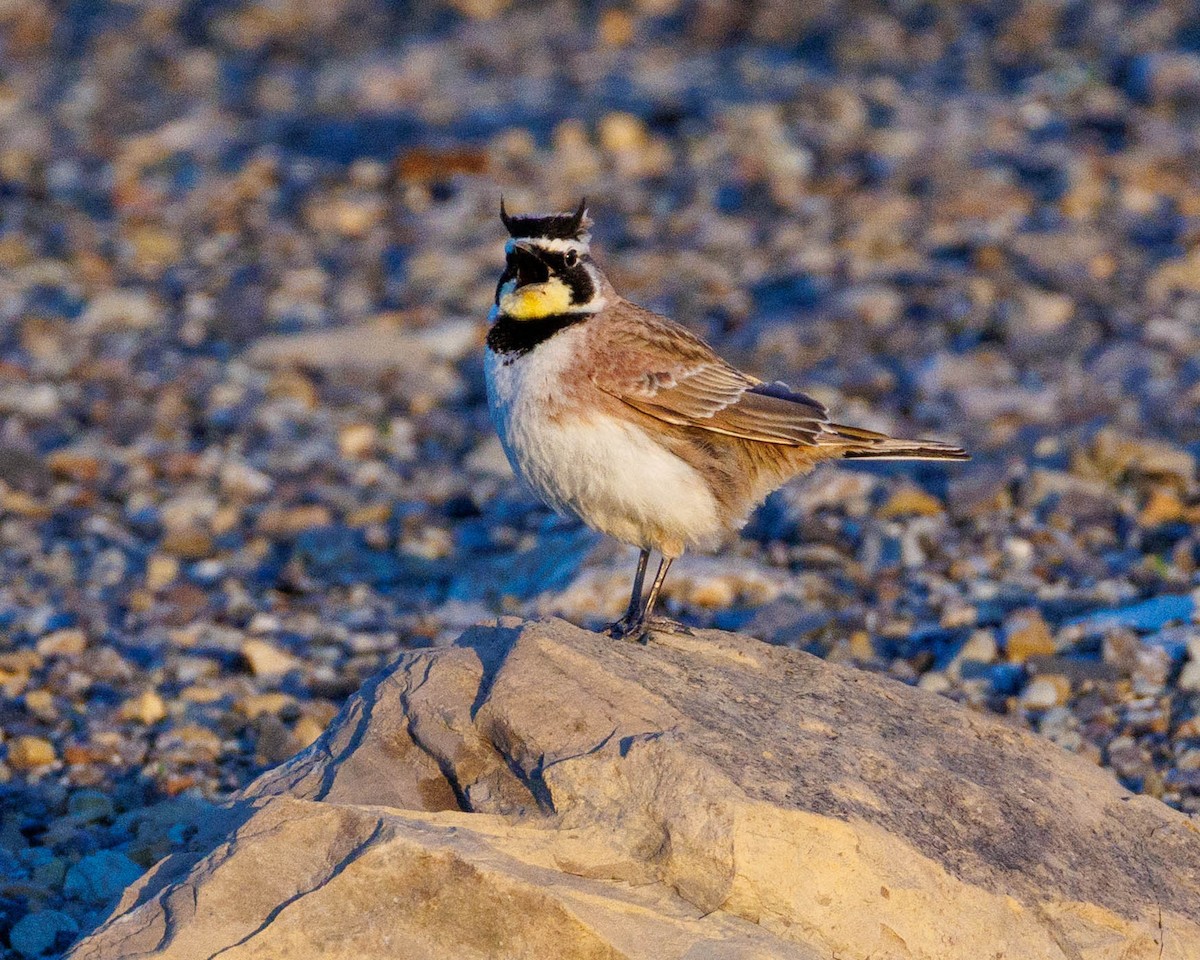 Horned Lark - ML635146000