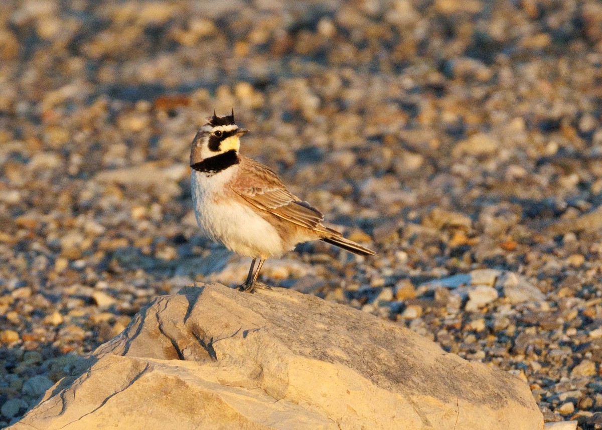 Horned Lark - ML635146001