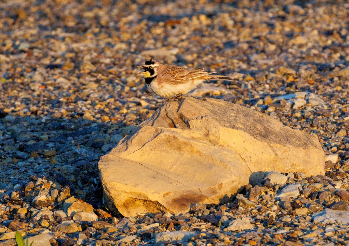 Horned Lark - ML635146003