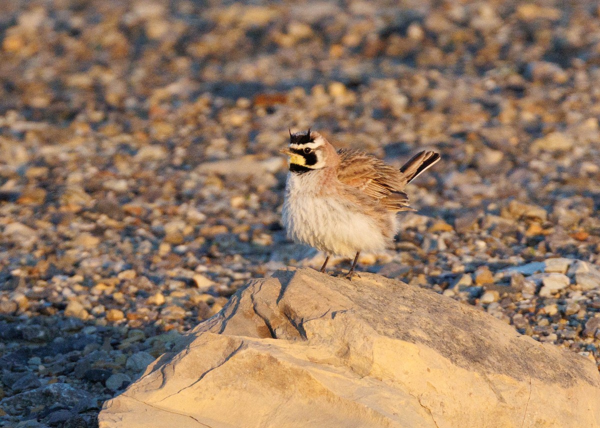 Horned Lark - ML635146004