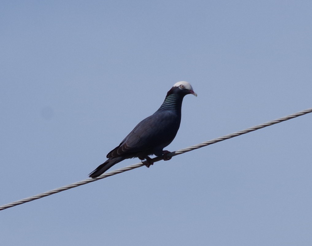 White-crowned Pigeon - ML635146014
