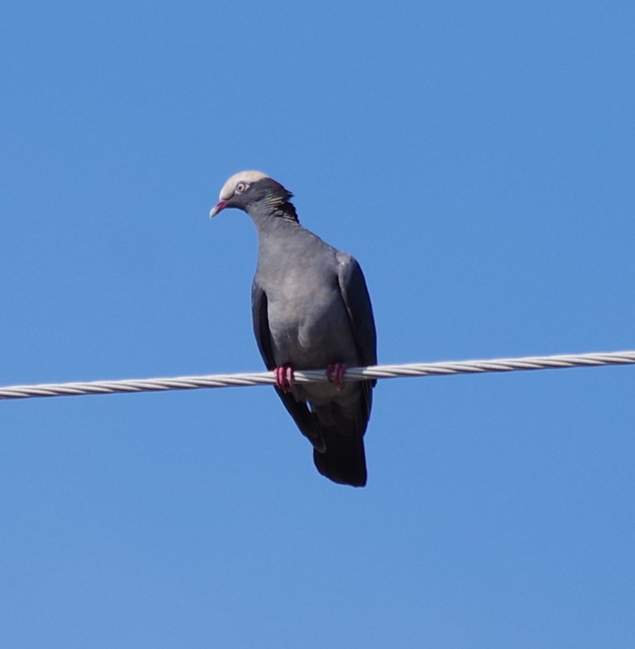 White-crowned Pigeon - ML635146015