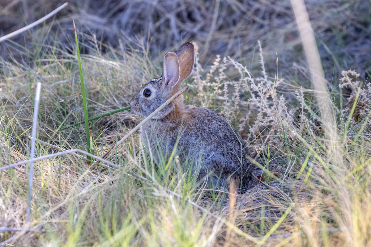 Desert Cottontail - ML635146046