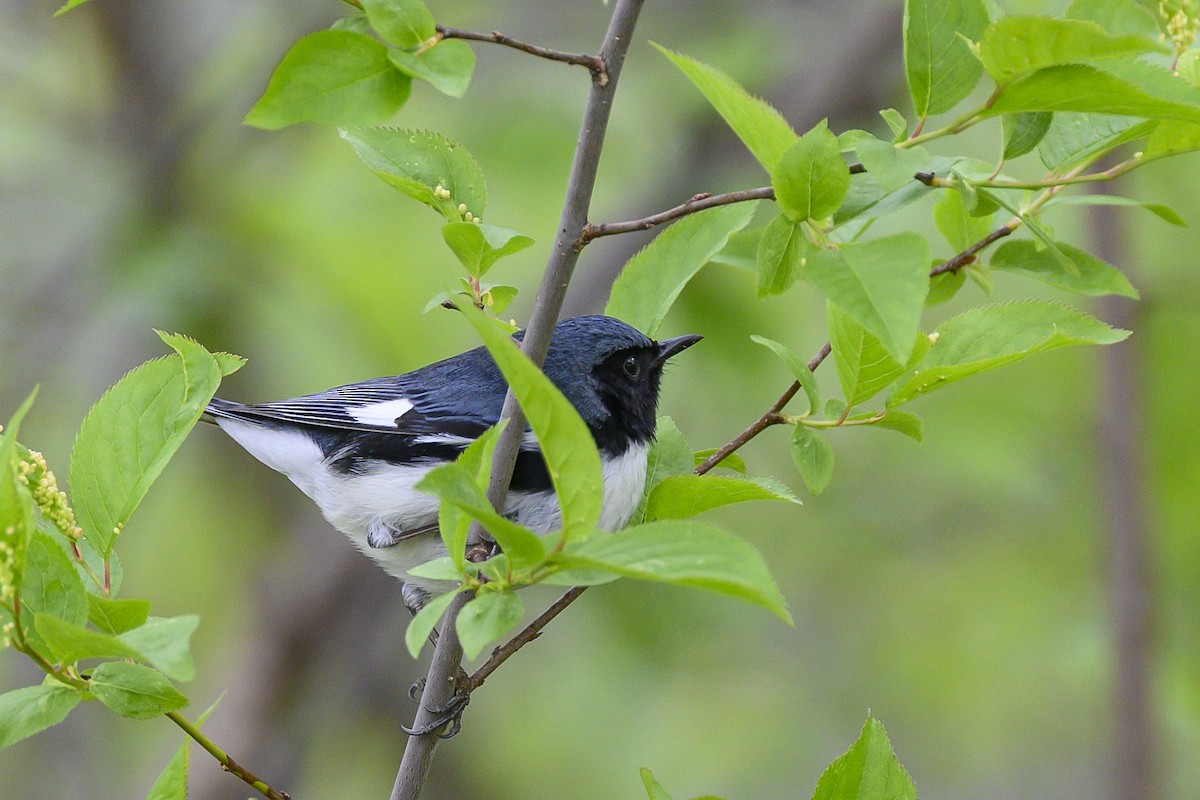 Black-throated Blue Warbler - ML635146184