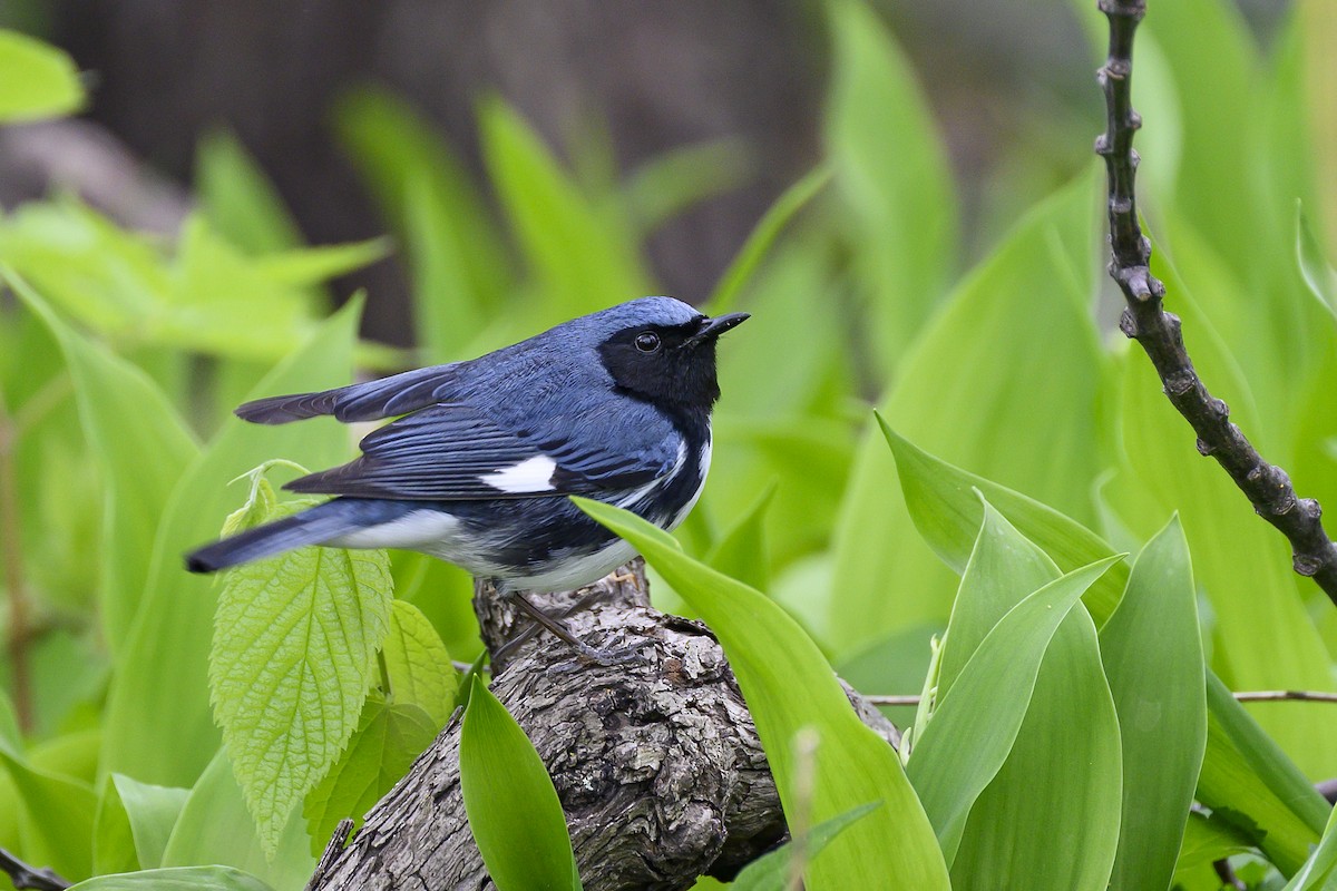 Black-throated Blue Warbler - ML635146185