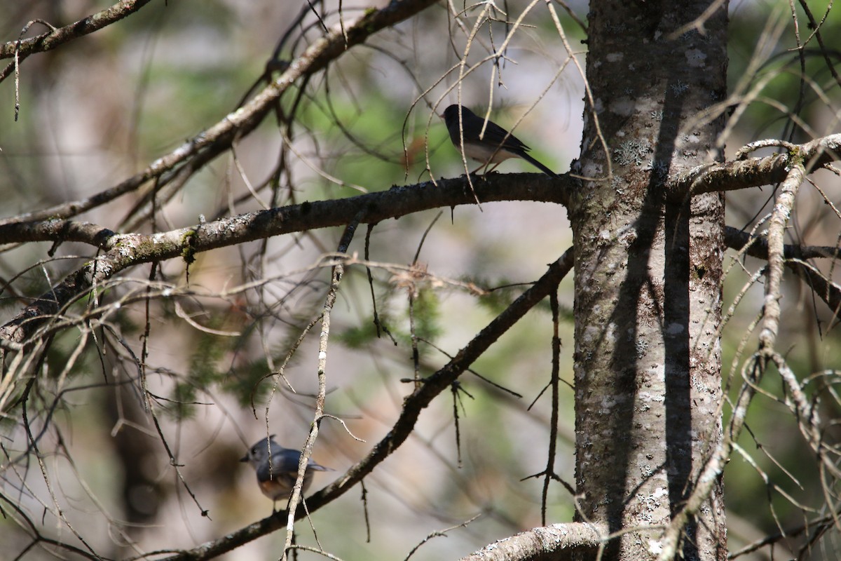 Mésange bicolore - ML635146410
