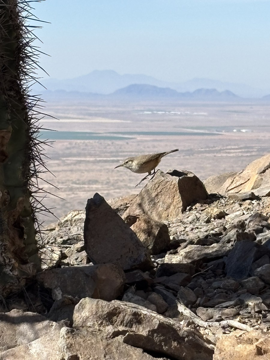 Rock Wren - ML635146440