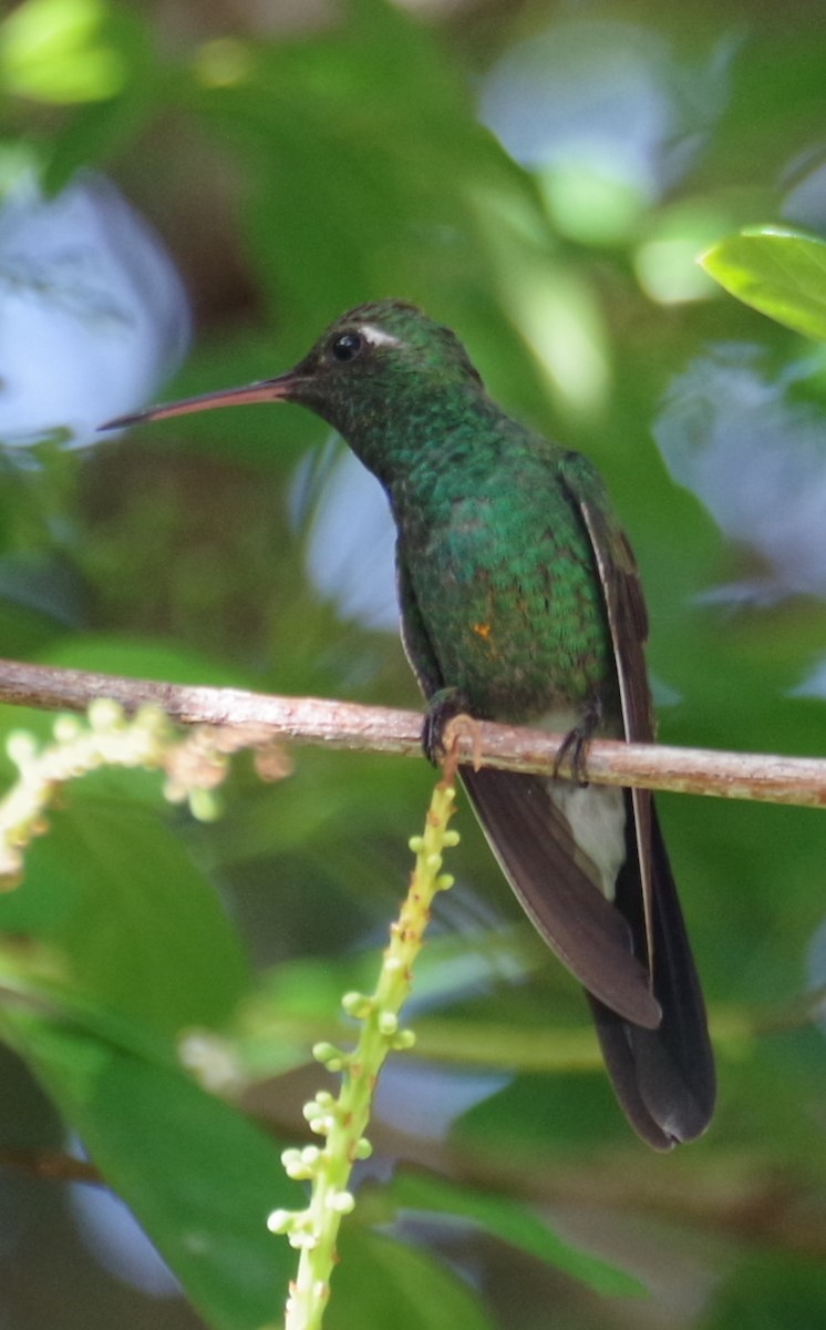 Cuban Emerald - ML635146589