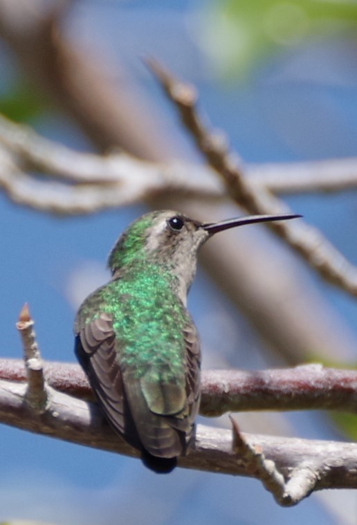 Cuban Emerald - ML635146590