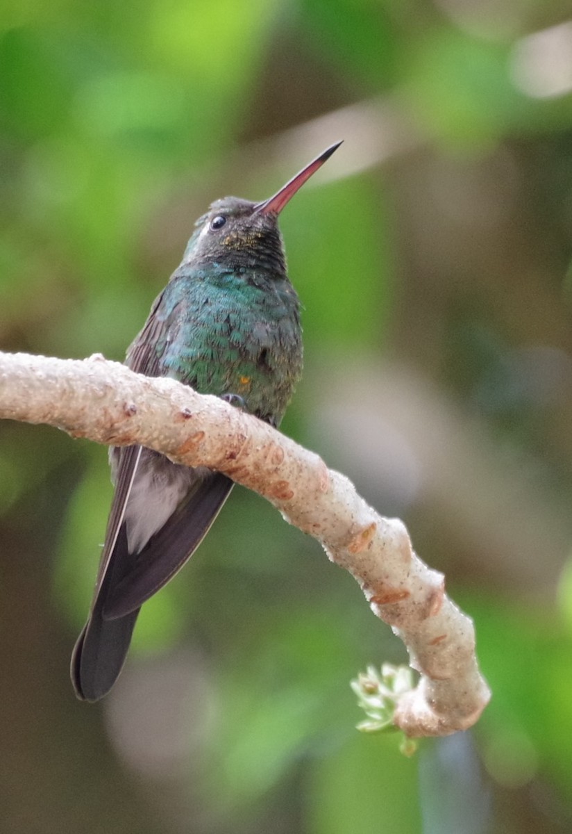 Cuban Emerald - ML635146595