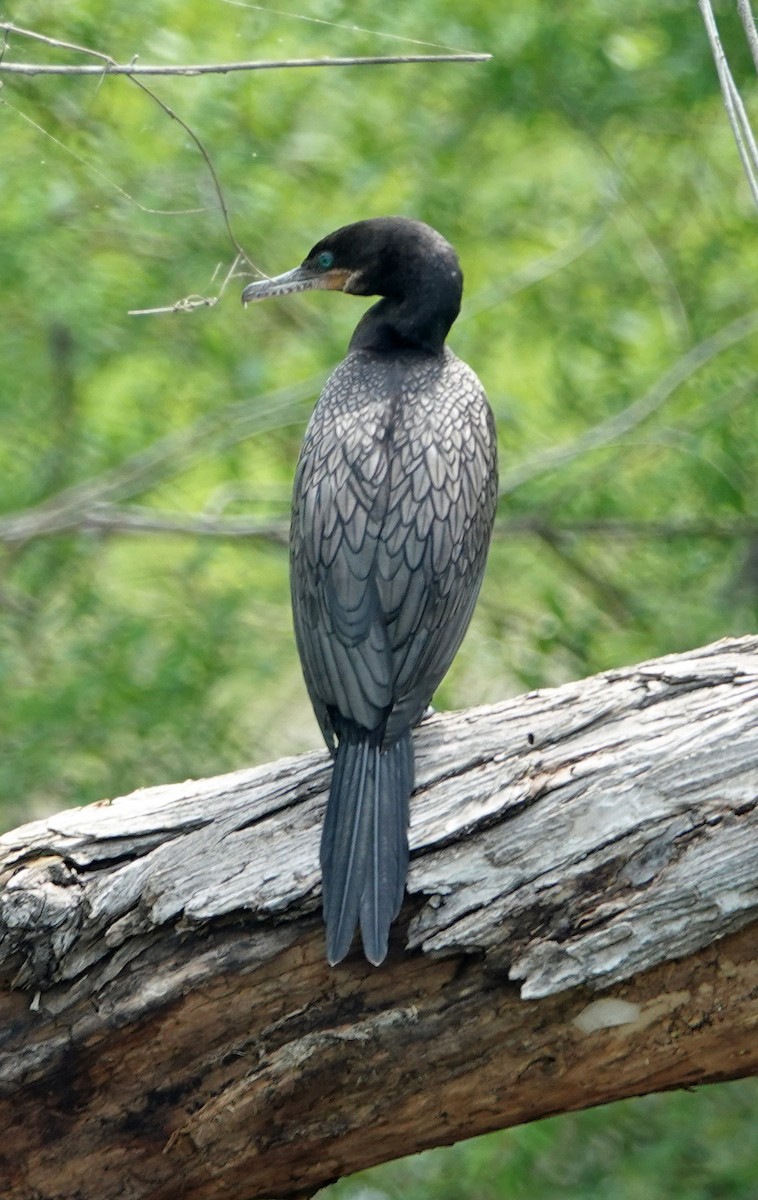 Anhinga - ML635146716