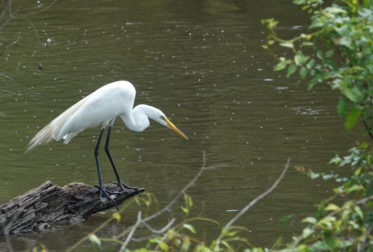 Great Egret - ML635146774