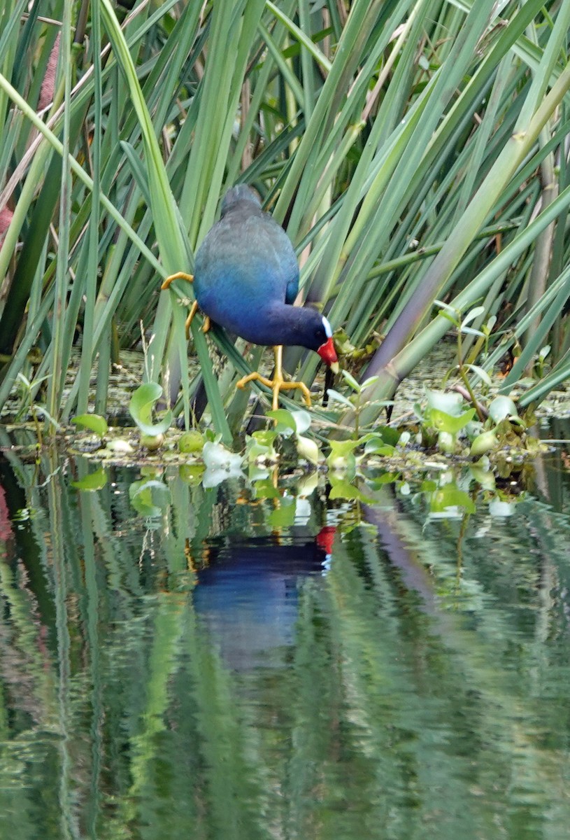 Purple Gallinule - ML635146808