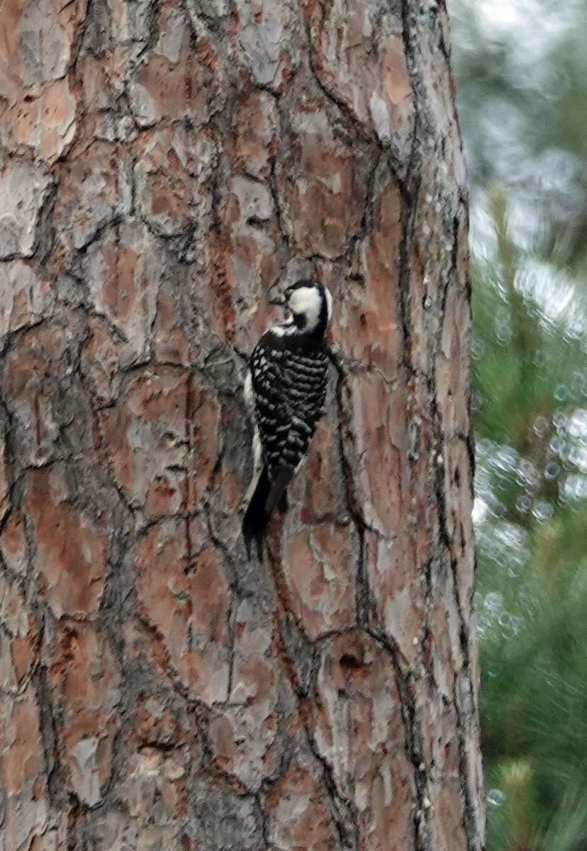 Red-cockaded Woodpecker - ML635146839