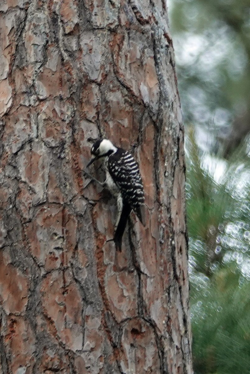 Red-cockaded Woodpecker - ML635146840