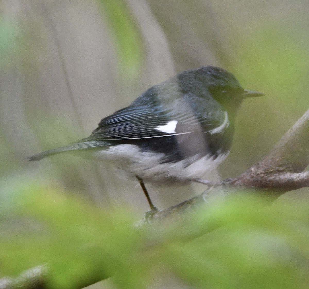 Black-throated Blue Warbler - ML635146843