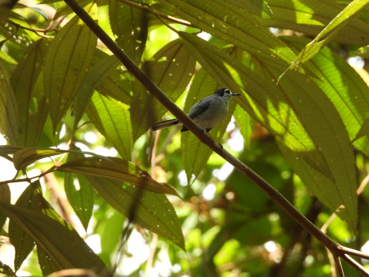 White-browed Gnatcatcher - ML635146977