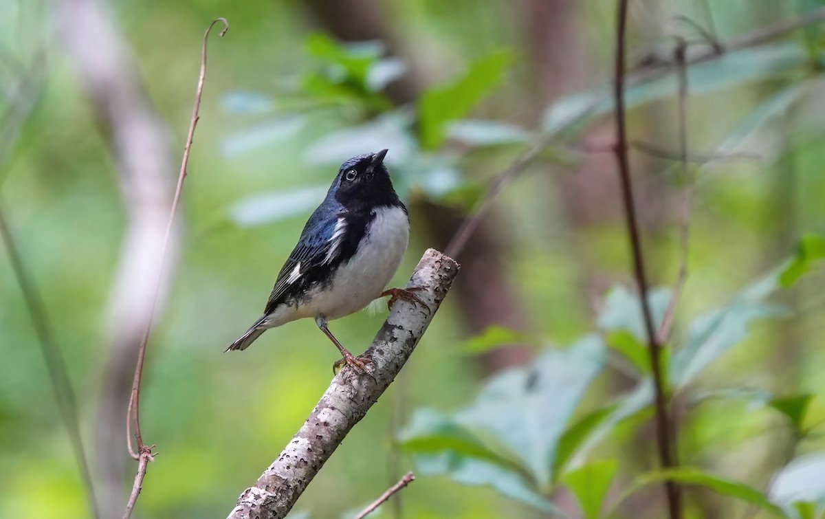 Black-throated Blue Warbler - ML635146997
