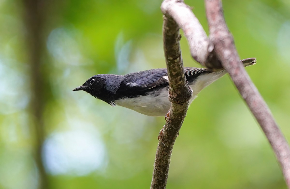 Black-throated Blue Warbler - ML635147004