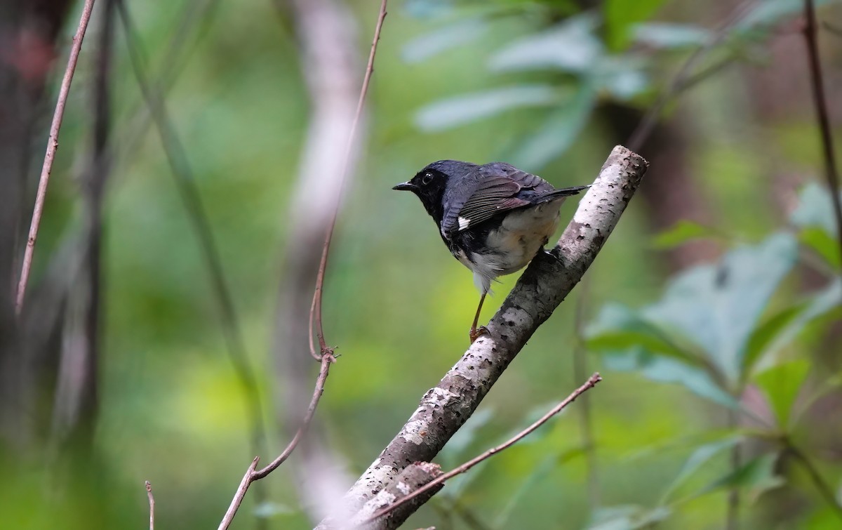 Black-throated Blue Warbler - ML635147007