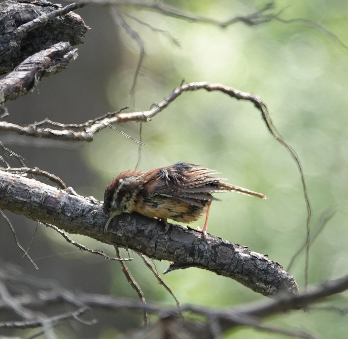 Carolina Wren - ML635147164